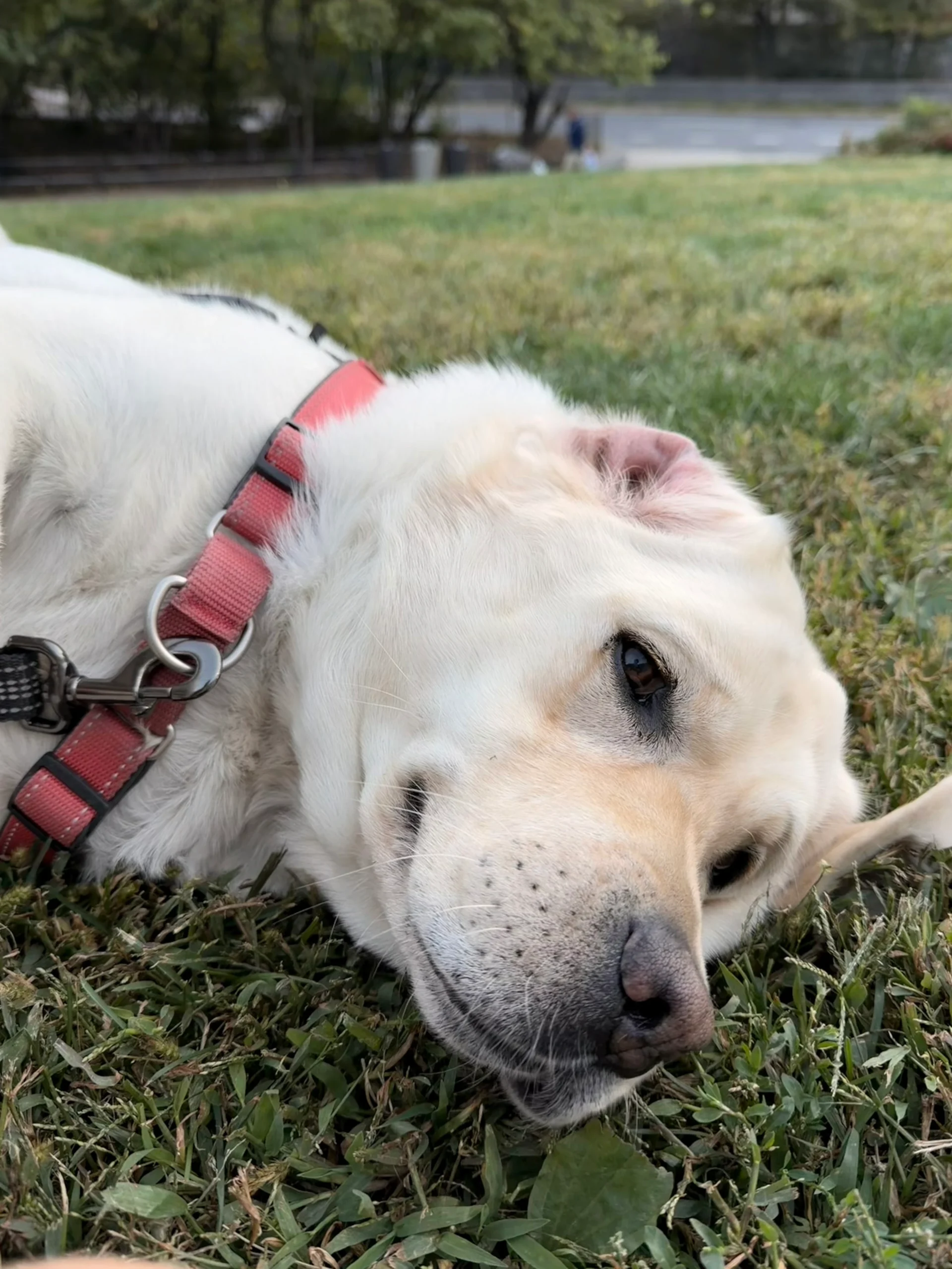 Manhattan Dog Lifestyle