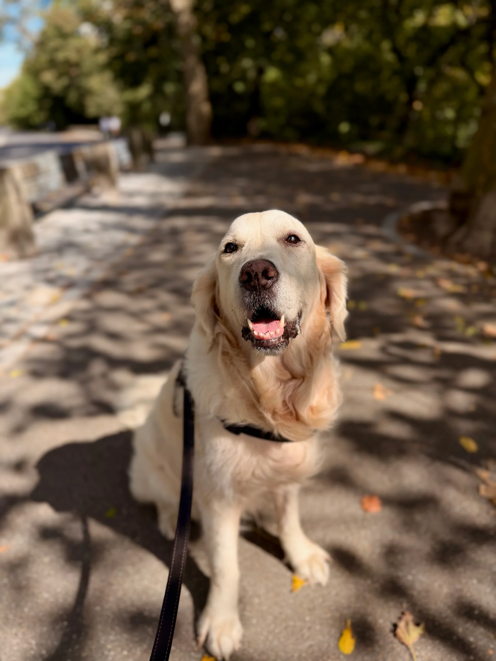 Manhattan Dog Lifestyle