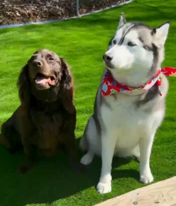 BABY + BENNY: A DELIGHTED PETS LOVE STORY ON THE LATE SHOW